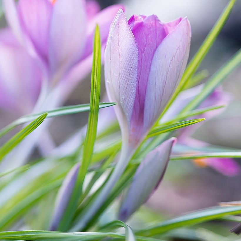 Großblütiger Krokus Whale Shark - Crocus (Plant habit)