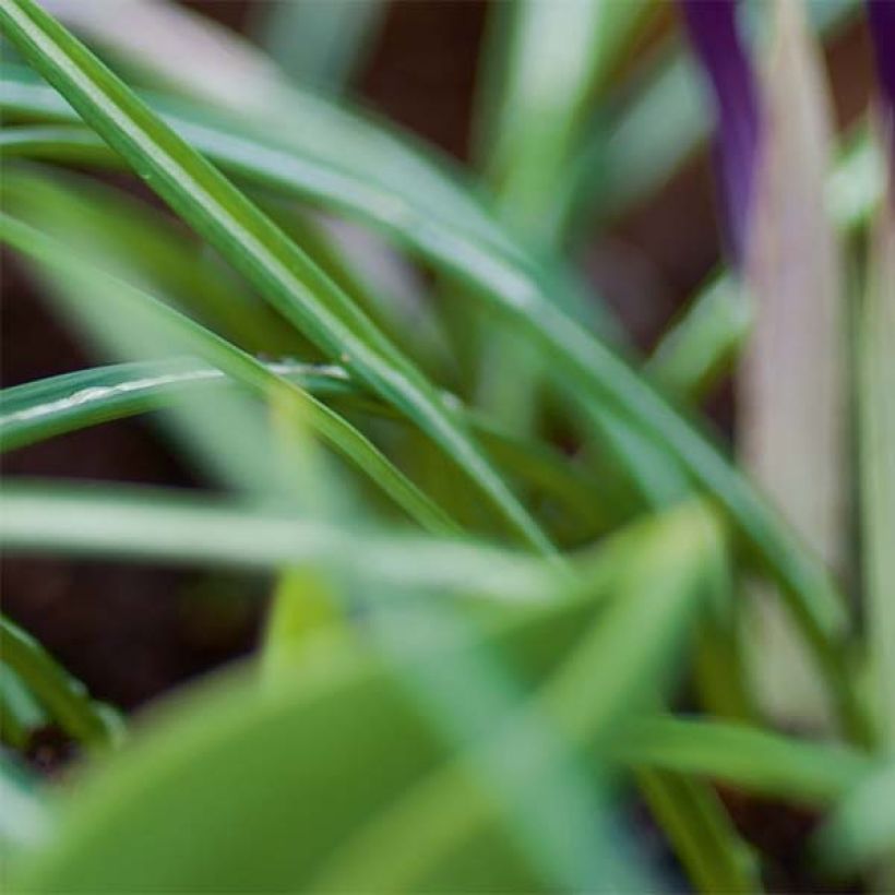 Krokus Yalta - Crocus (Foliage)