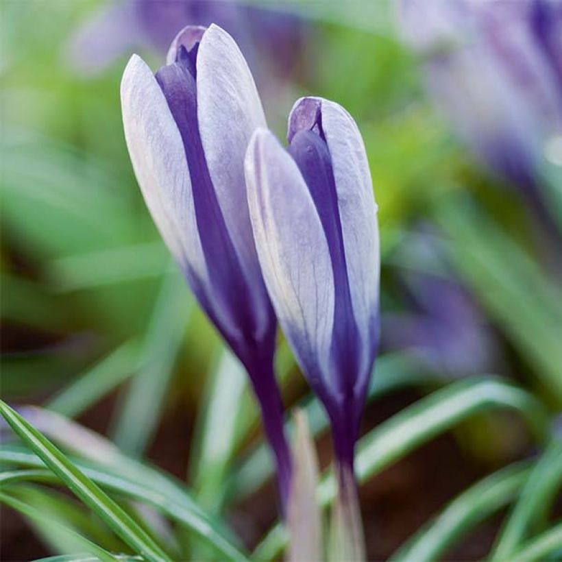 Krokus Yalta - Crocus (Flowering)