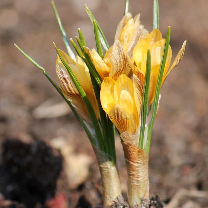 Großblütiger Krokus Stellaris - Crocus (Plant habit)