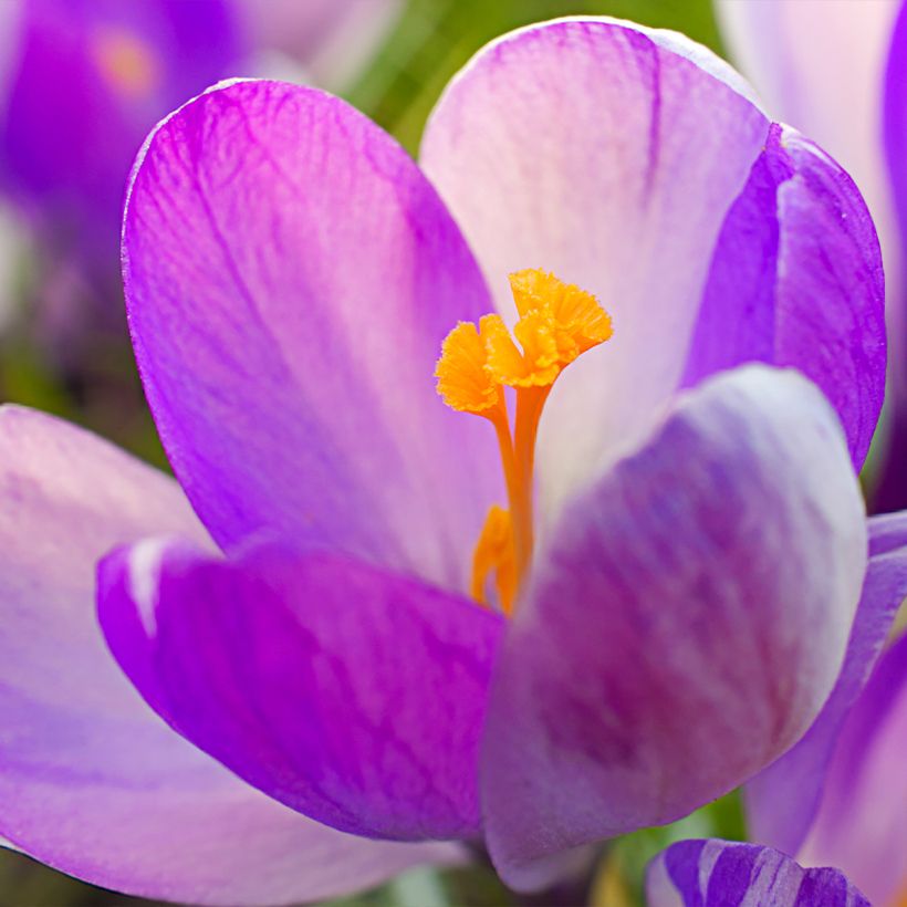Großblütiger Krokus Vanguard - Crocus (Flowering)