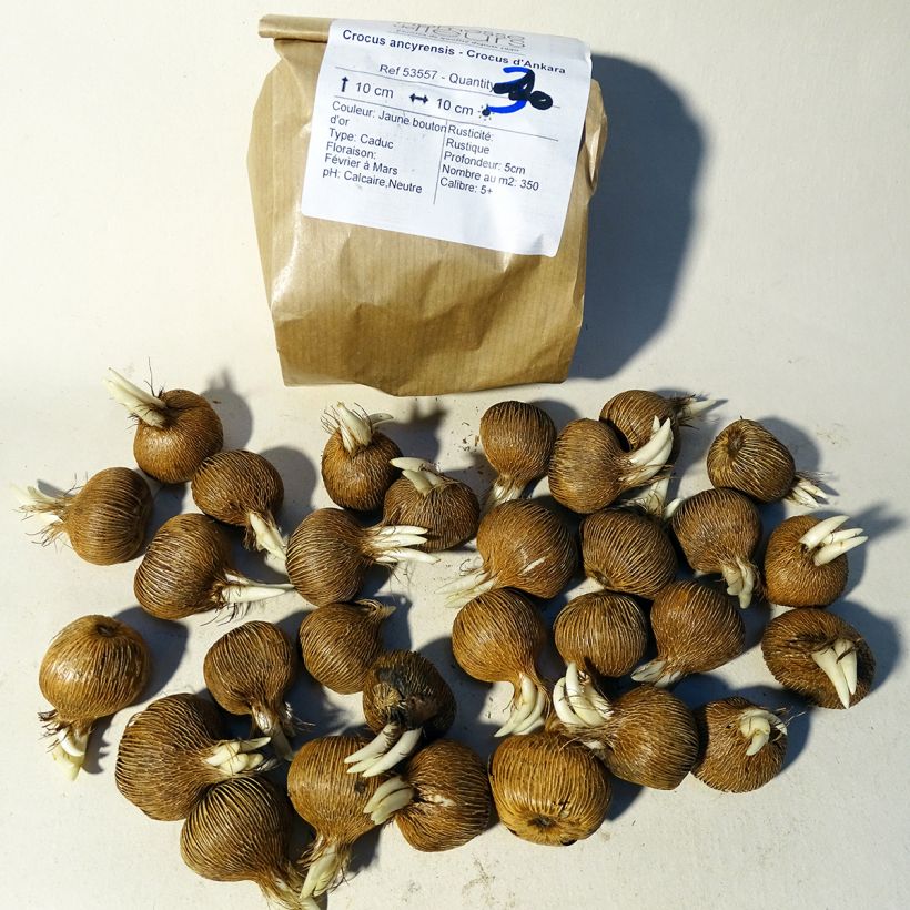 Example of Krokus - Crocus ancyrensis Zwiebel size 5+ as you get