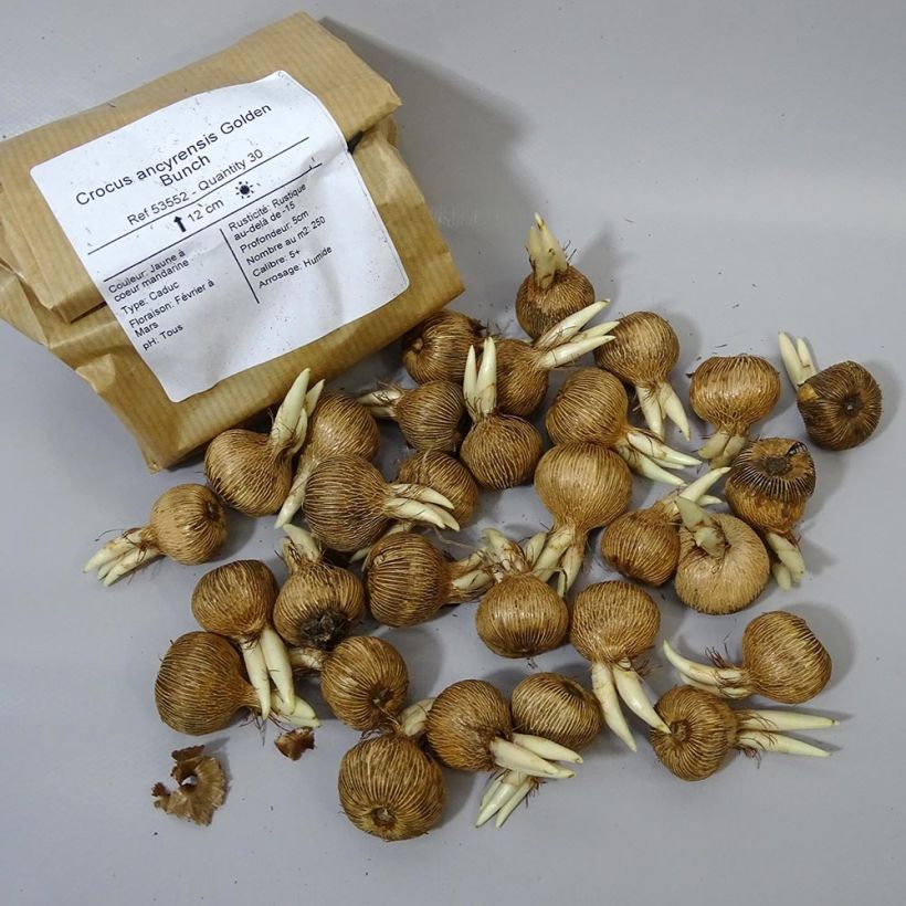 Example of Krokus Golden Bunch - Crocus ancyrensis Zwiebel size 5+ as you get