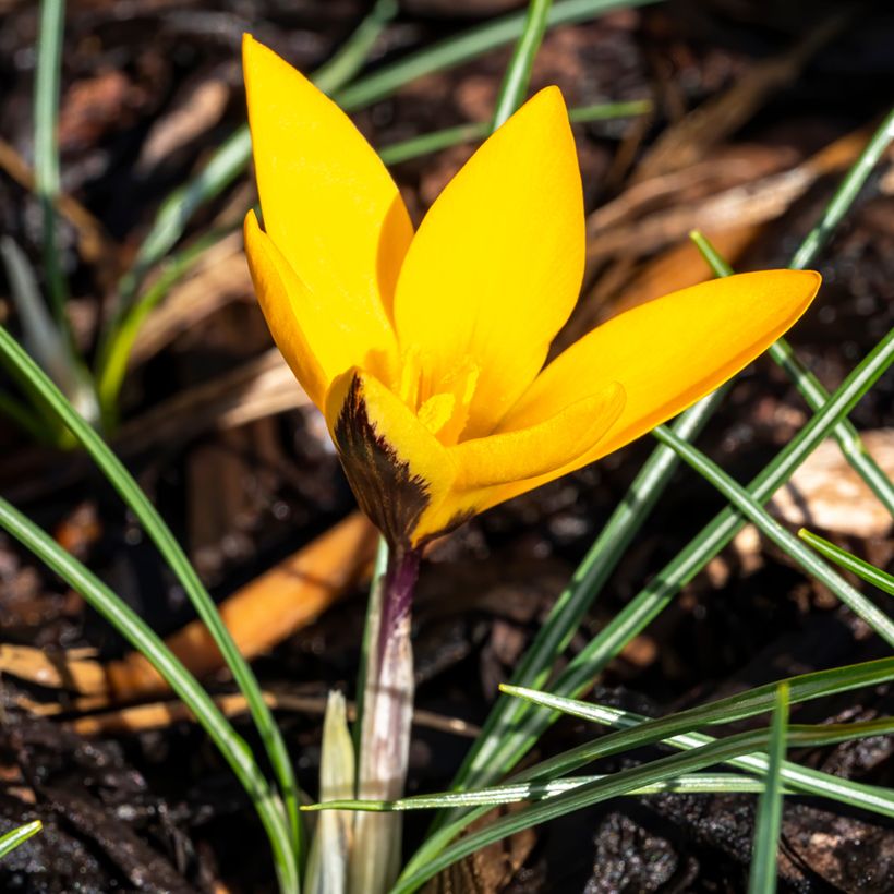 Krokus Golden Bunch - Crocus ancyrensis (Plant habit)