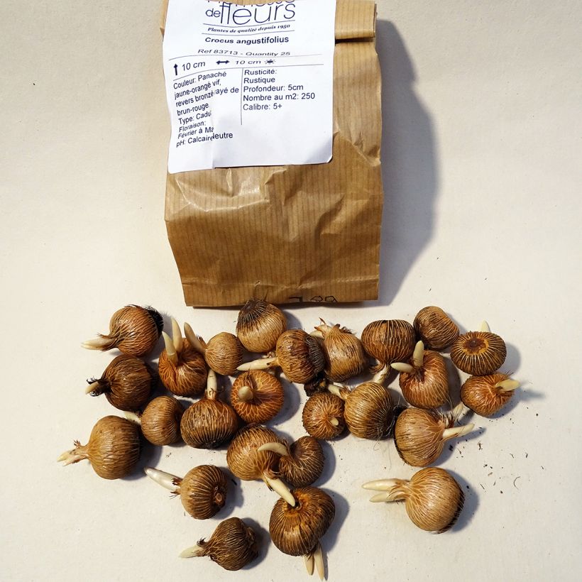 Example of Krokus - Crocus angustifolius Zwiebel size 5+ as you get