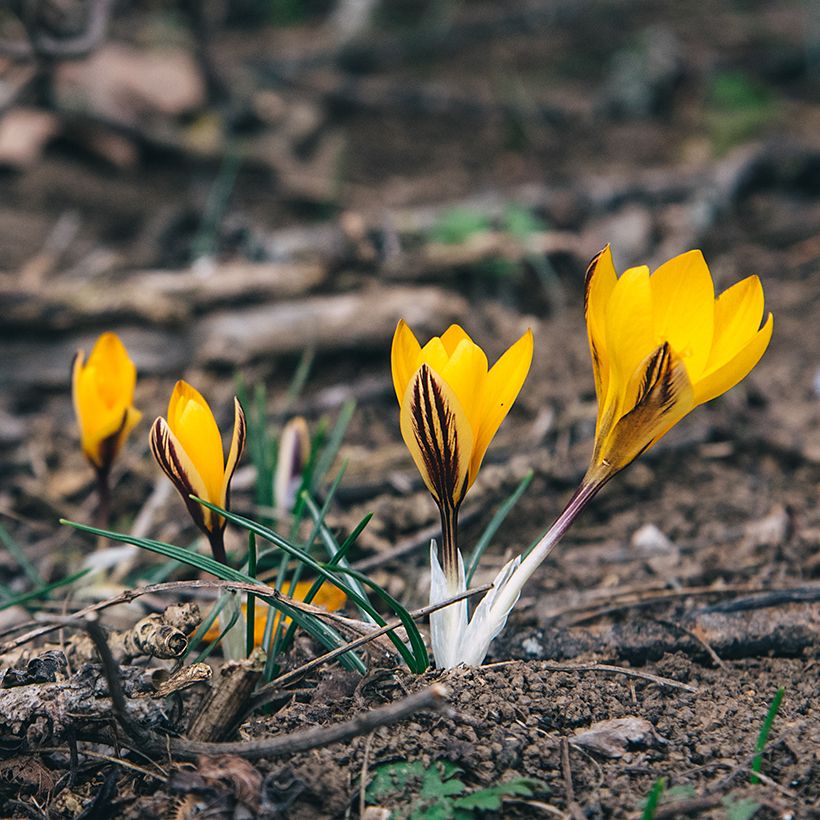 Krokus - Crocus angustifolius (Plant habit)