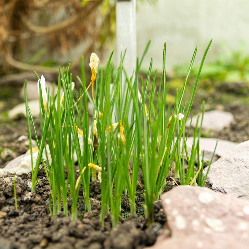 Herbst-Krokus - Crocus ochroleucus (Plant habit)