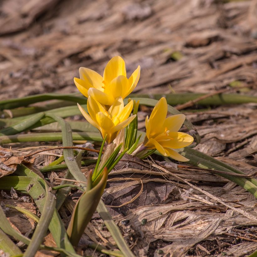 Krokus Advance - Crocus chrysanthus (Plant habit)