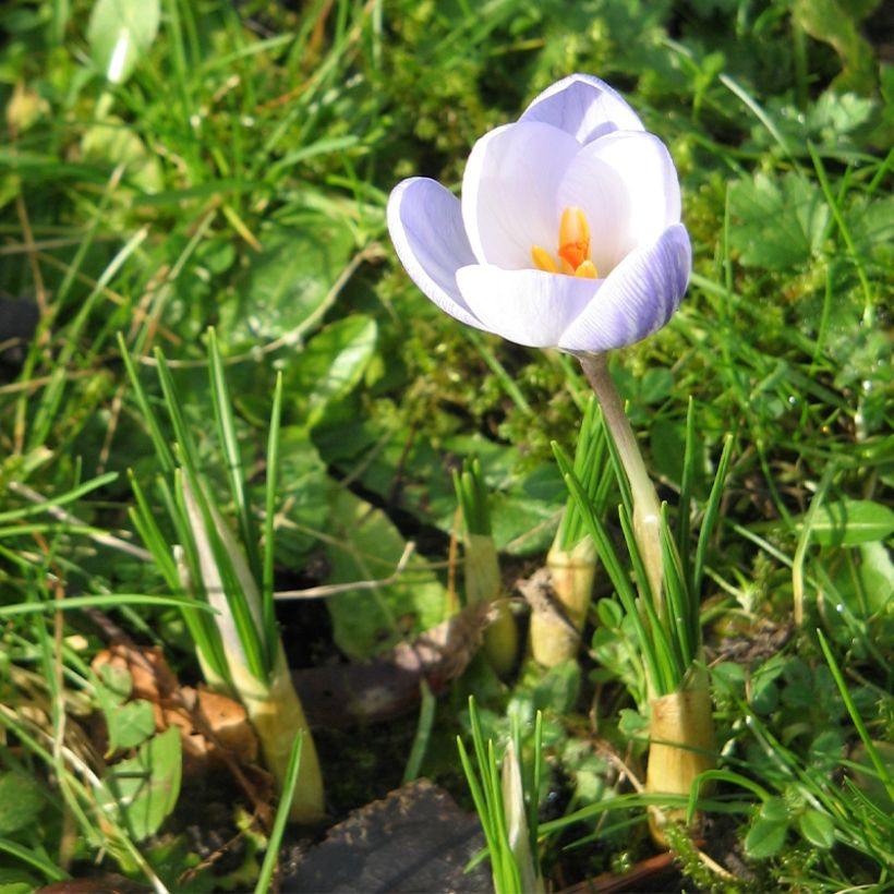 Krokus Blue Marlin - Crocus chrysanthus (Plant habit)