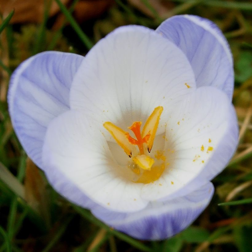Krokus Blue Marlin - Crocus chrysanthus (Flowering)