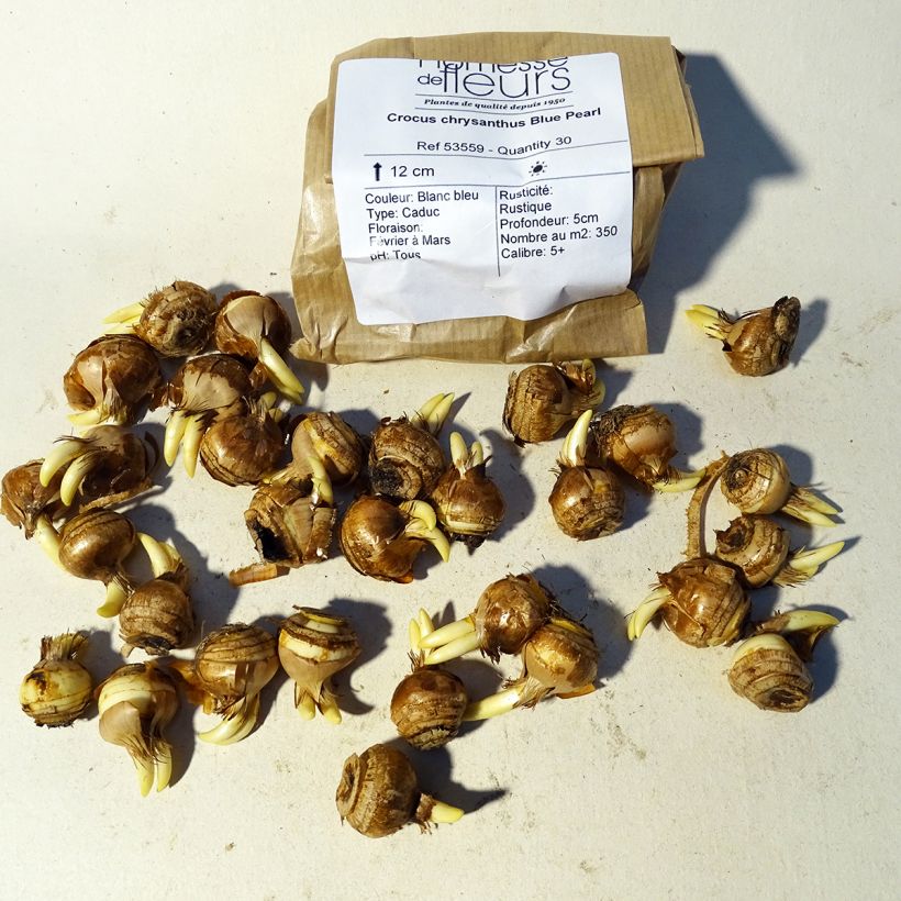 Example of Krokus Blue Pearl - Crocus chrysanthus Zwiebel size 6+ as you get
