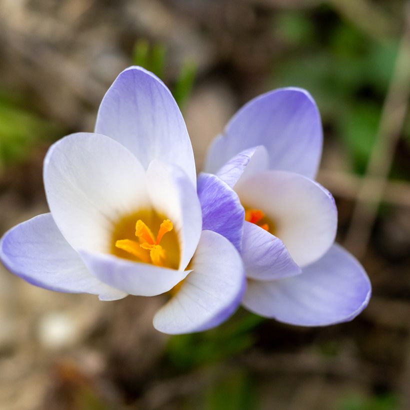 Krokus Blue Pearl - Crocus chrysanthus (Flowering)