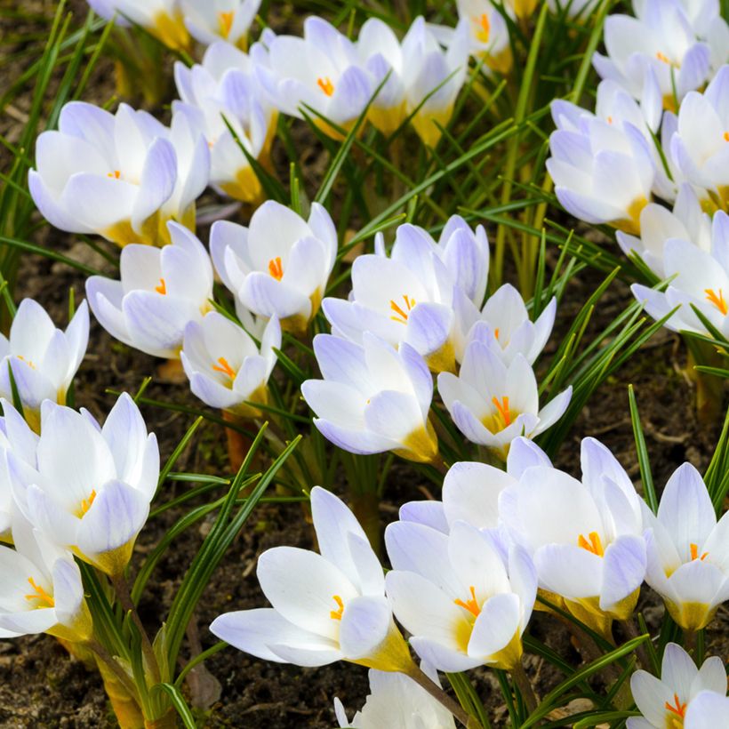 Krokus Blue Pearl - Crocus chrysanthus (Plant habit)