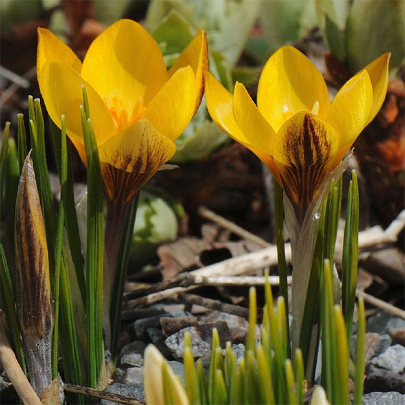 Krokus Fuscotinctus - Crocus chrysanthus (Flowering)