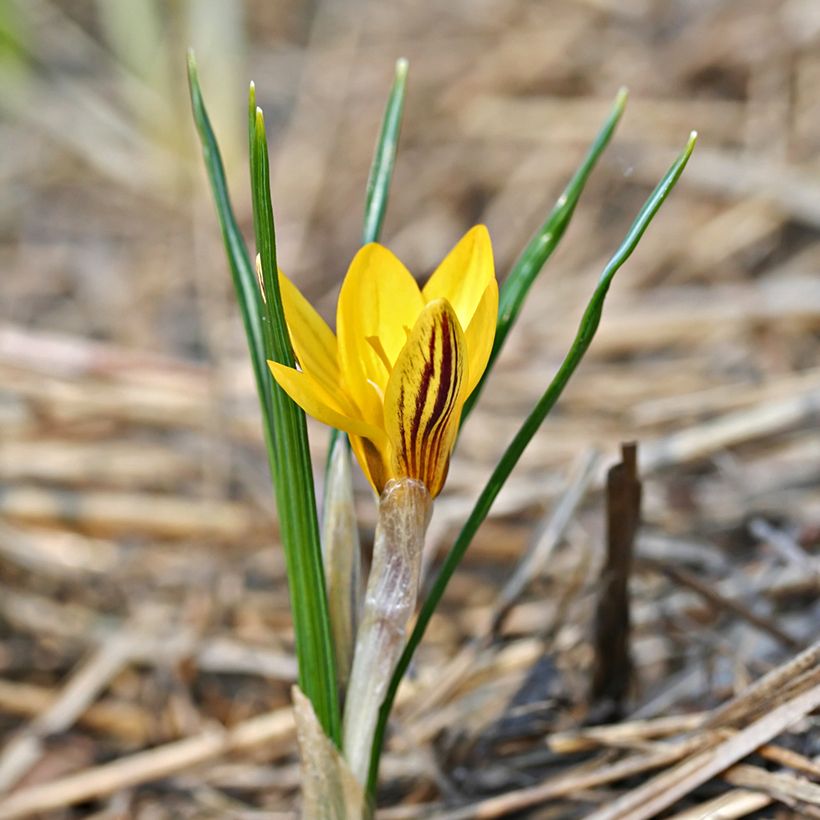 Krokus Fuscotinctus - Crocus chrysanthus (Plant habit)