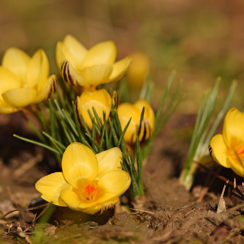 Krokus Gipsy Girl - Crocus chrysanthus (Flowering)