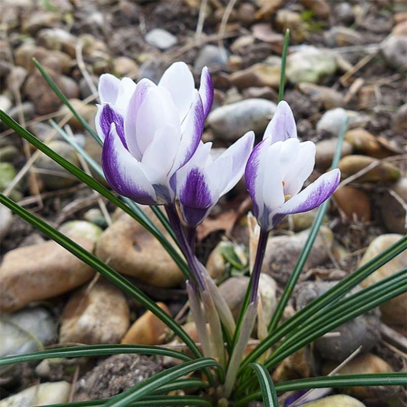 Krokus Ladykiller - Crocus chrysanthus (Flowering)