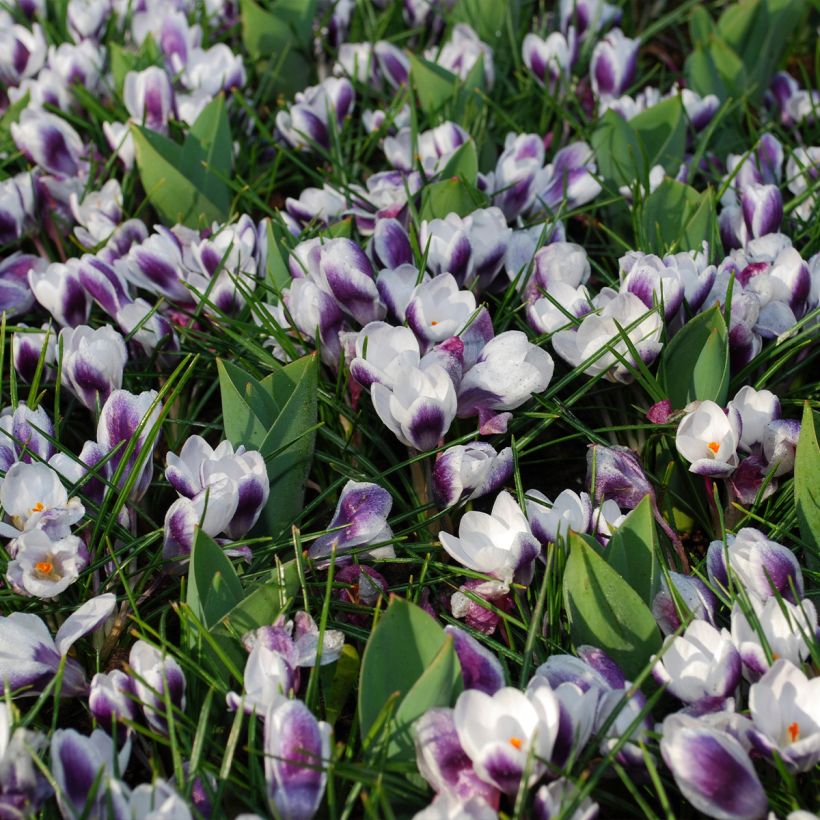 Großblütiger Krokus Prins Claus - Crocus (Plant habit)