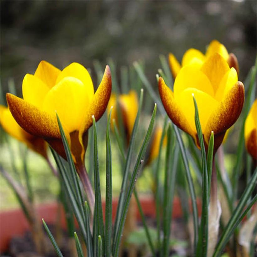 Krokus Zwanenburg Bronze - Crocus chrysanthus (Flowering)
