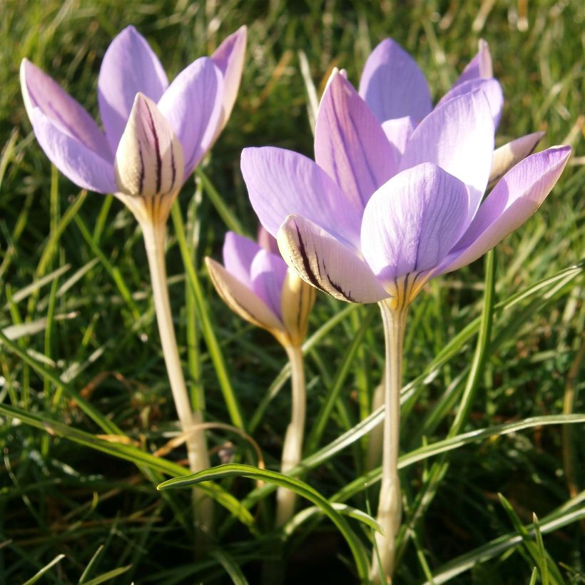 Krokus De Jager - Crocus imperati (Flowering)