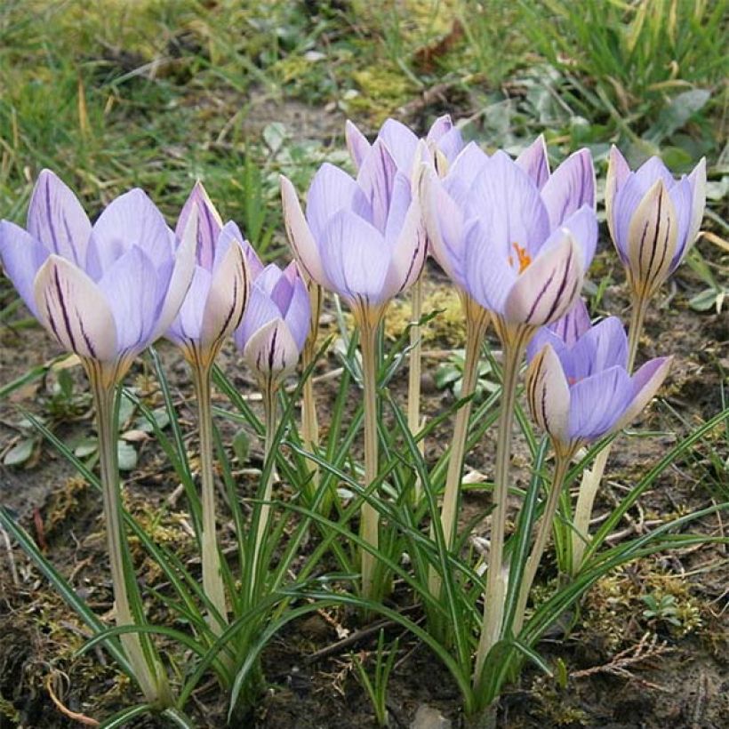 Krokus De Jager - Crocus imperati (Plant habit)