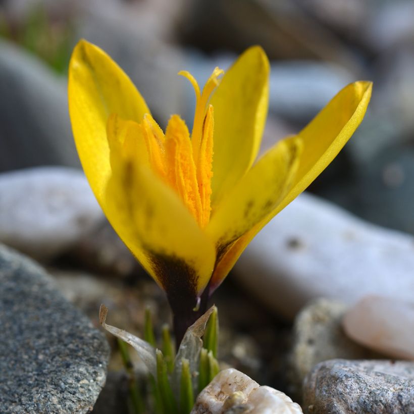 Taschkent-Krokus - Crocus korolkowii (Plant habit)