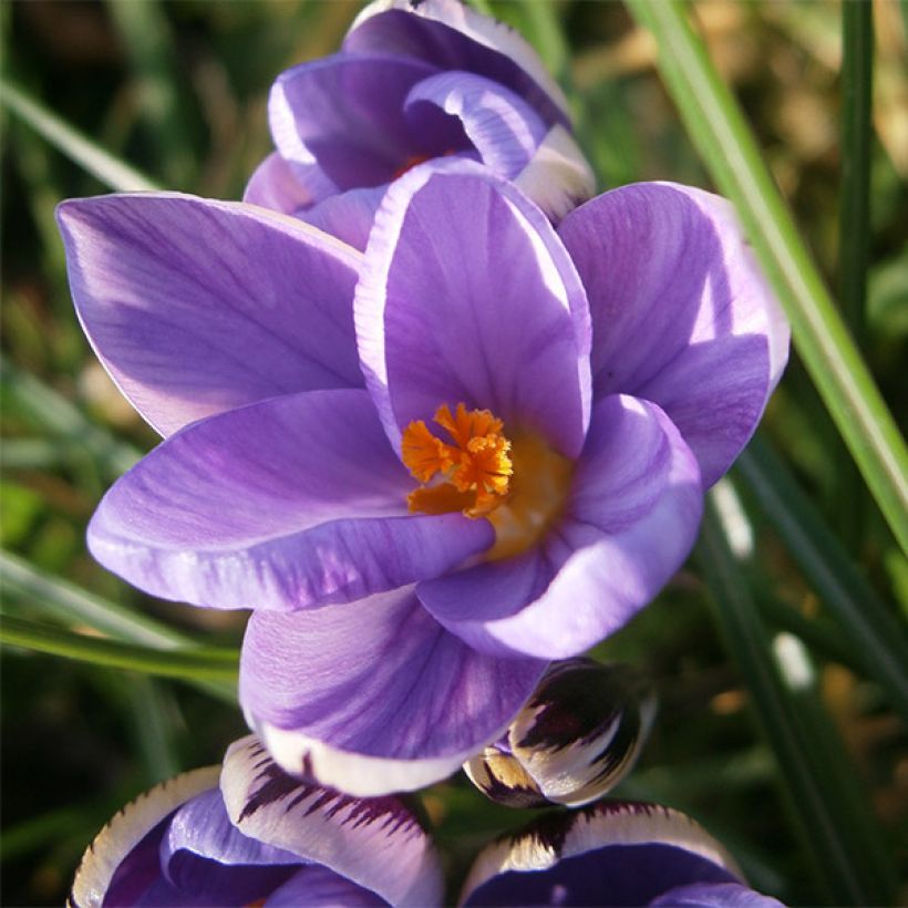 Kleiner Krokus - Crocus minimus (Flowering)