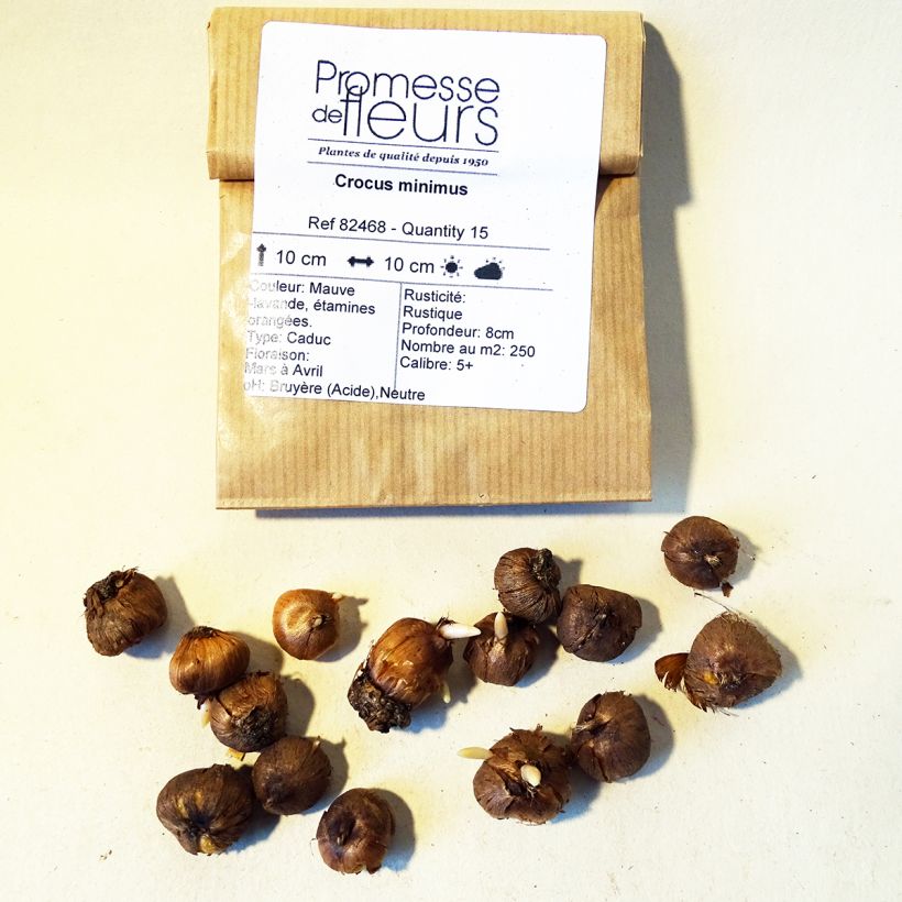 Example of Kleiner Krokus - Crocus minimus Zwiebel size 5+ as you get