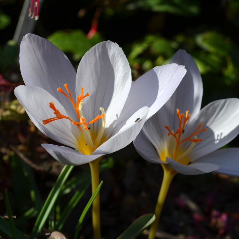 Herbst-Krokus Zephyr - Crocus pulchellus (Flowering)