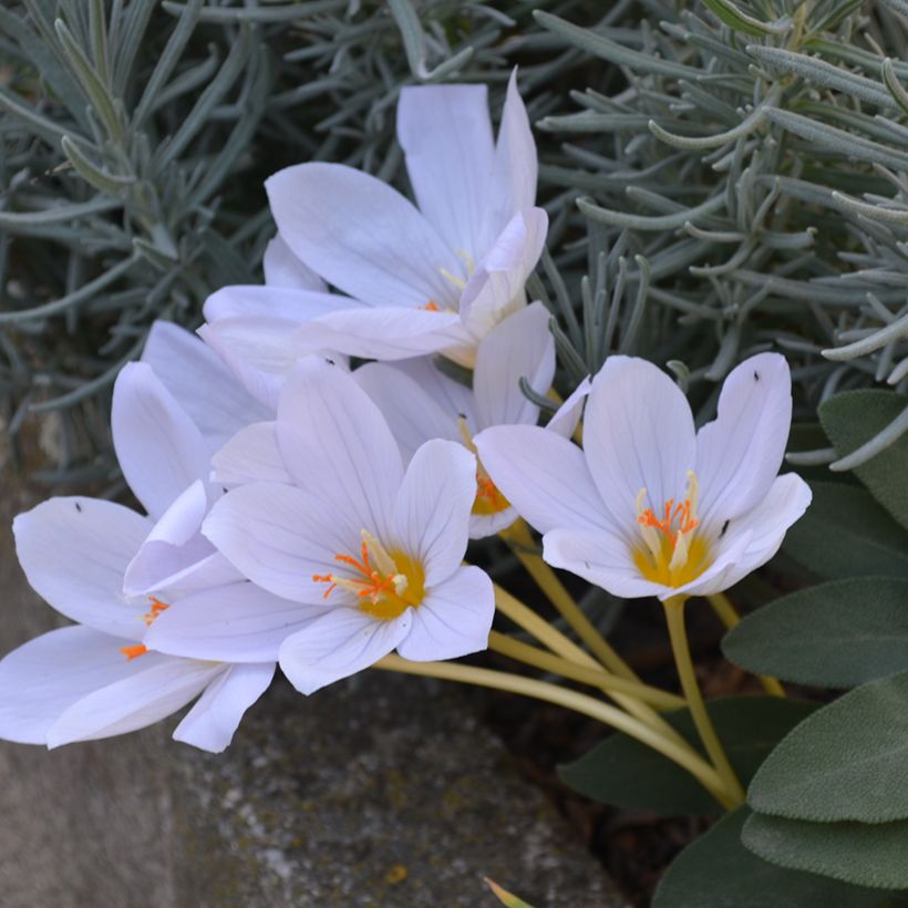 Herbst-Krokus Zephyr - Crocus pulchellus (Plant habit)
