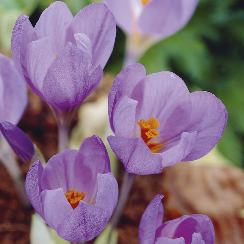 Spanischer Herbst-Krokus - Crocus serotinus subsp. salzmannii (Flowering)