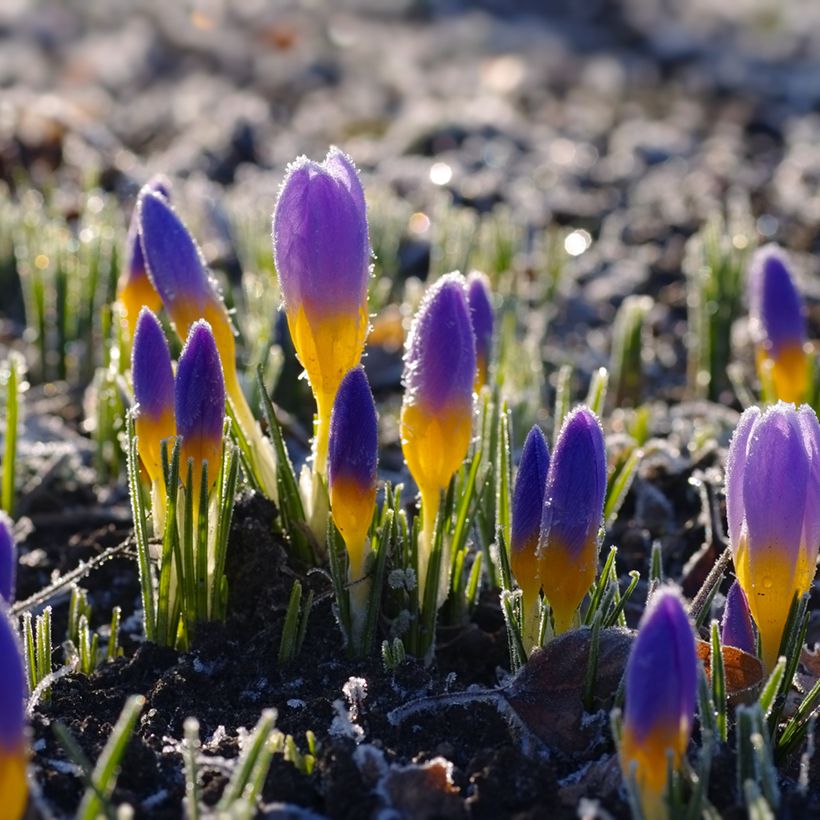 Sieber-Krokus Firefly - Crocus sieberi (Plant habit)