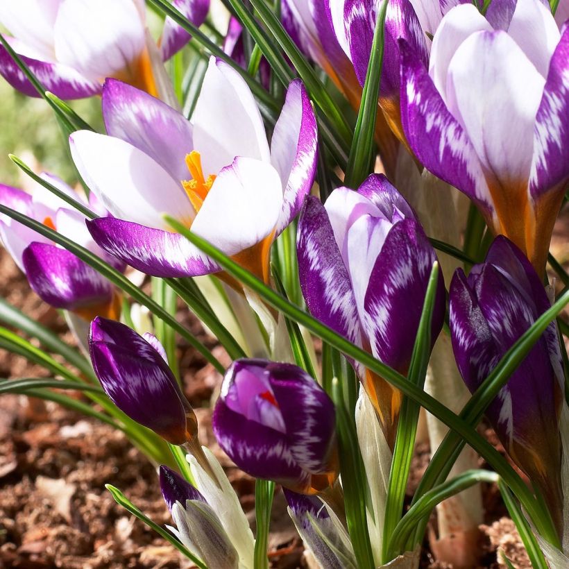 Sieber-Krokus Hubert Edelstein - Crocus sieberi (Flowering)