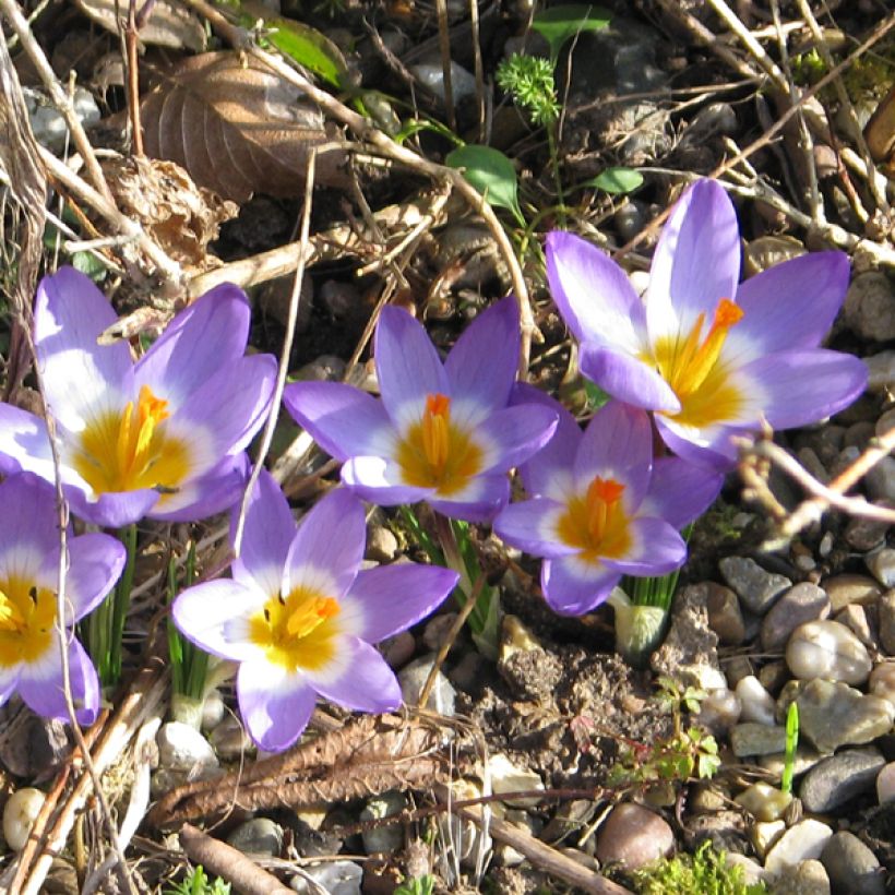 Sieber-Krokus Tricolor - Crocus sieberi (Flowering)