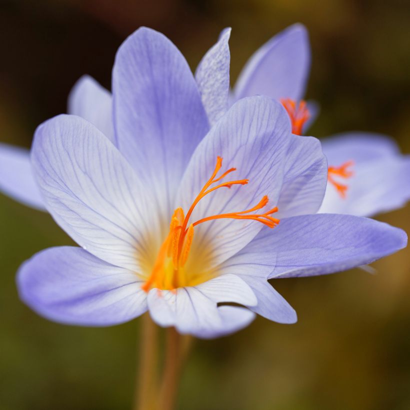 Pracht-Herbst-Krokus Aitchisonii - Crocus speciosus (Flowering)