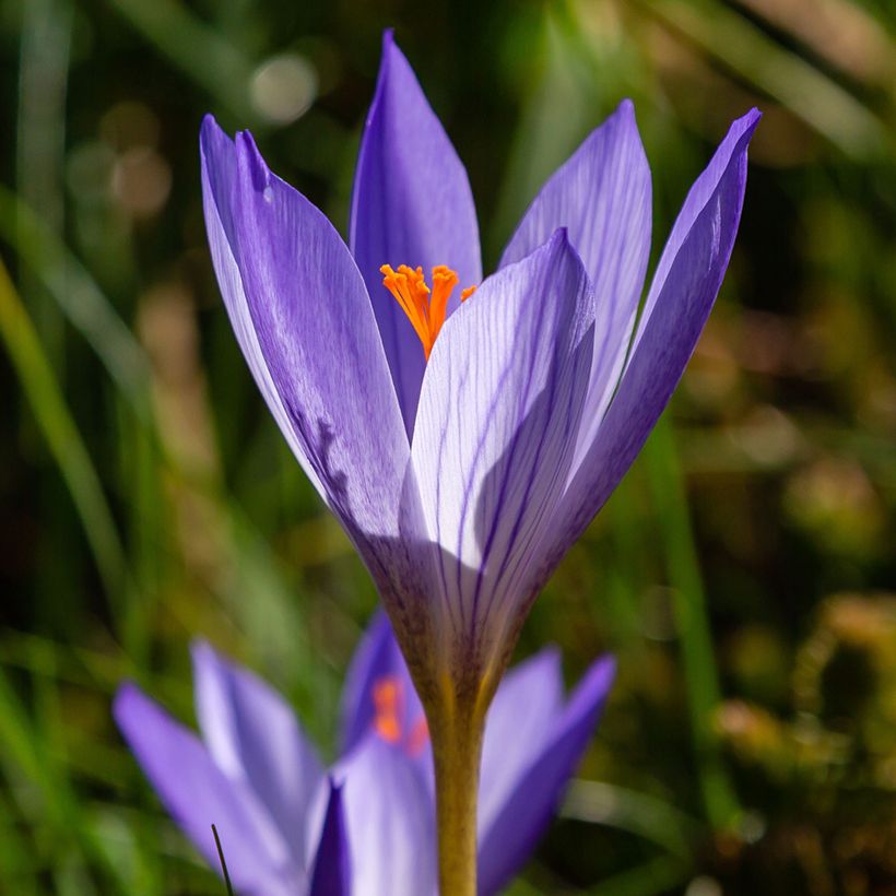 Pracht-Herbst-Krokus Artabir - Crocus speciosus (Flowering)