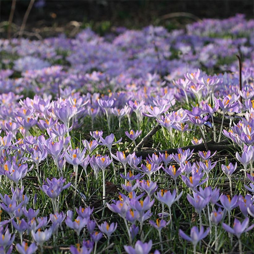 Elfen-Krokus - Crocus tommasinianus (Flowering)