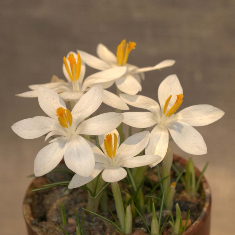 Elfen-Krokus Albus - Crocus tommasinianus (Flowering)