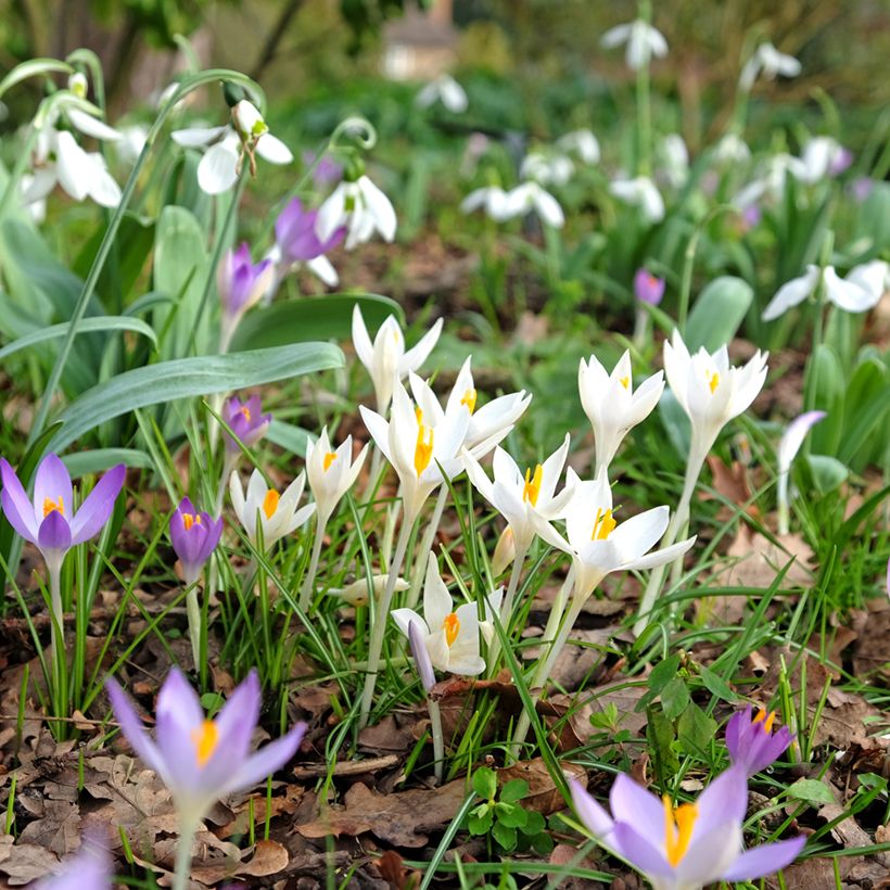Elfen-Krokus Albus - Crocus tommasinianus (Plant habit)