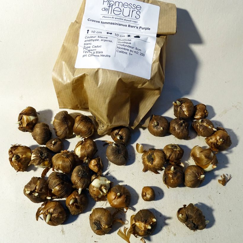 Example of Elfen-Krokus Barr's Purple - Crocus tommasinianus Zwiebel size 5+ as you get