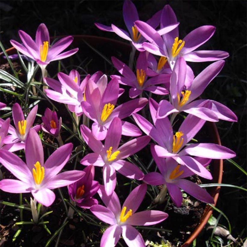 Elfen-Krokus Roseus - Crocus tommasinianus (Flowering)