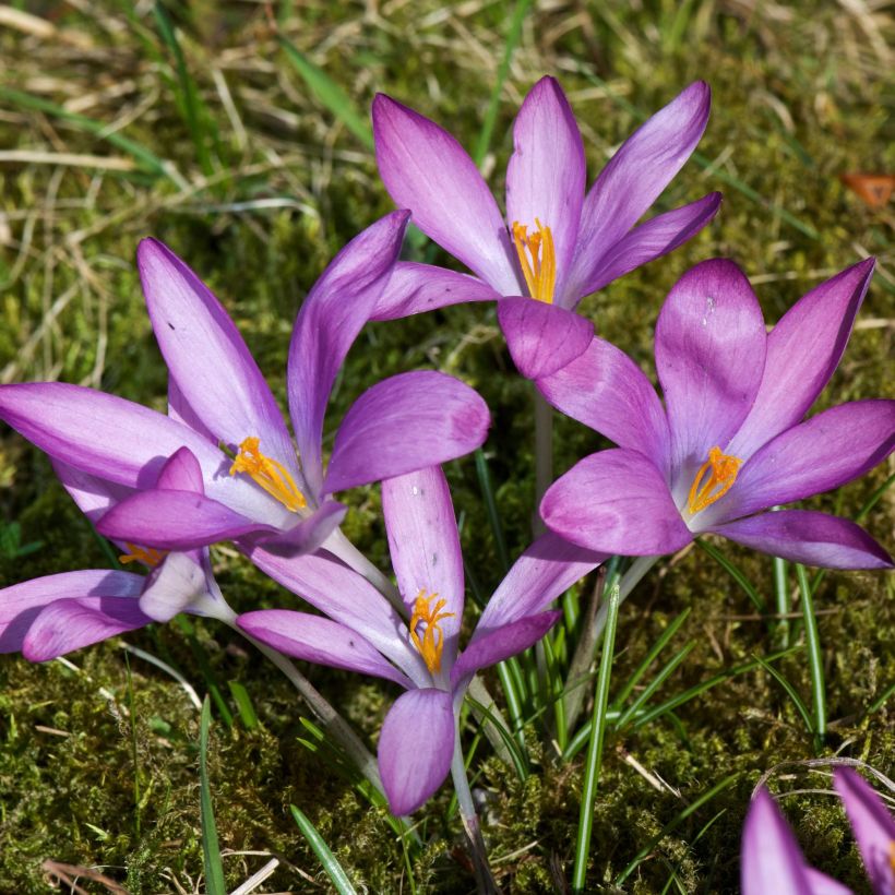 Elfen-Krokus Roseus - Crocus tommasinianus (Plant habit)