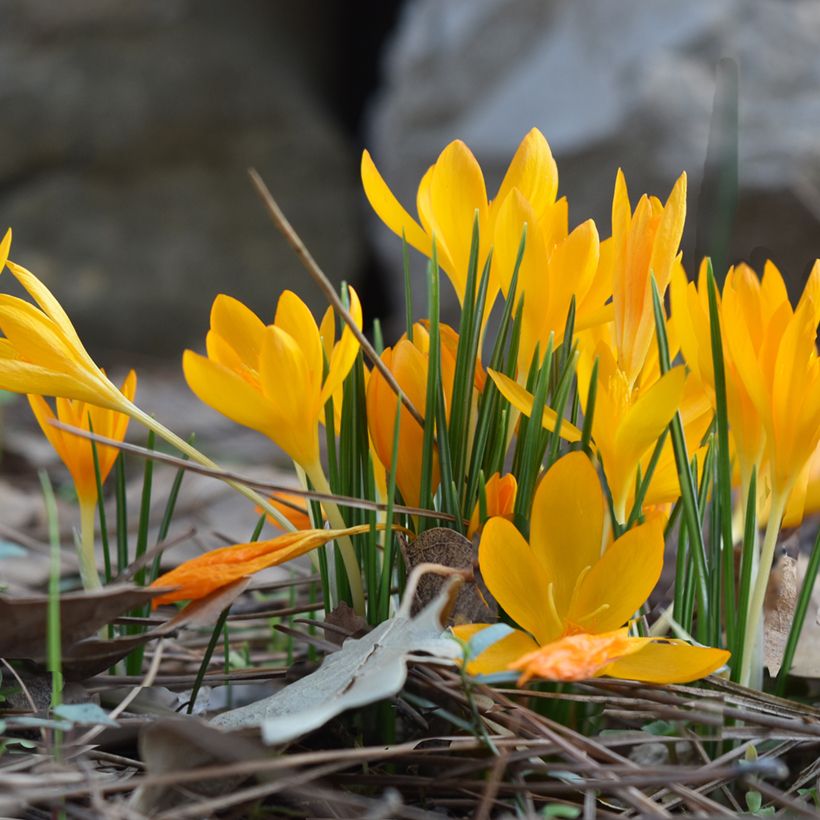 Wildkrokus - Crocus vitellinus (Plant habit)