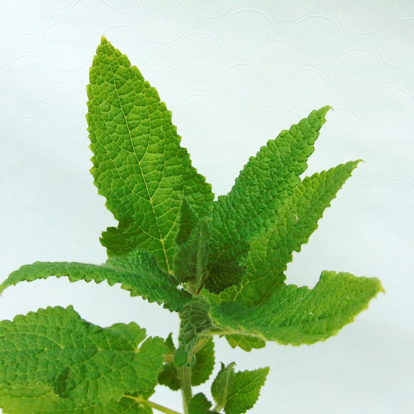Knollen-Ziest Bio - Stachys affinis (Foliage)