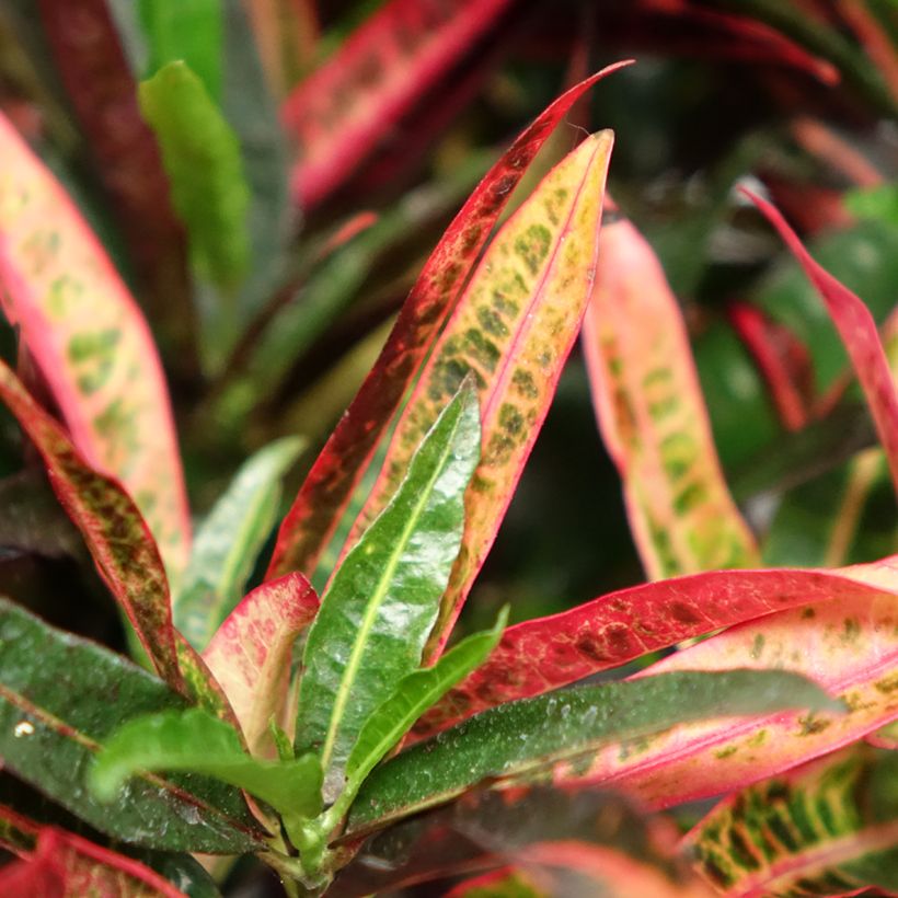 Kroton variegatum Excurrens -  Wunderstrauch (Foliage)
