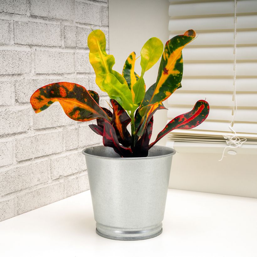 Kroton Mammie -  Wunderstrauch (Plant habit)