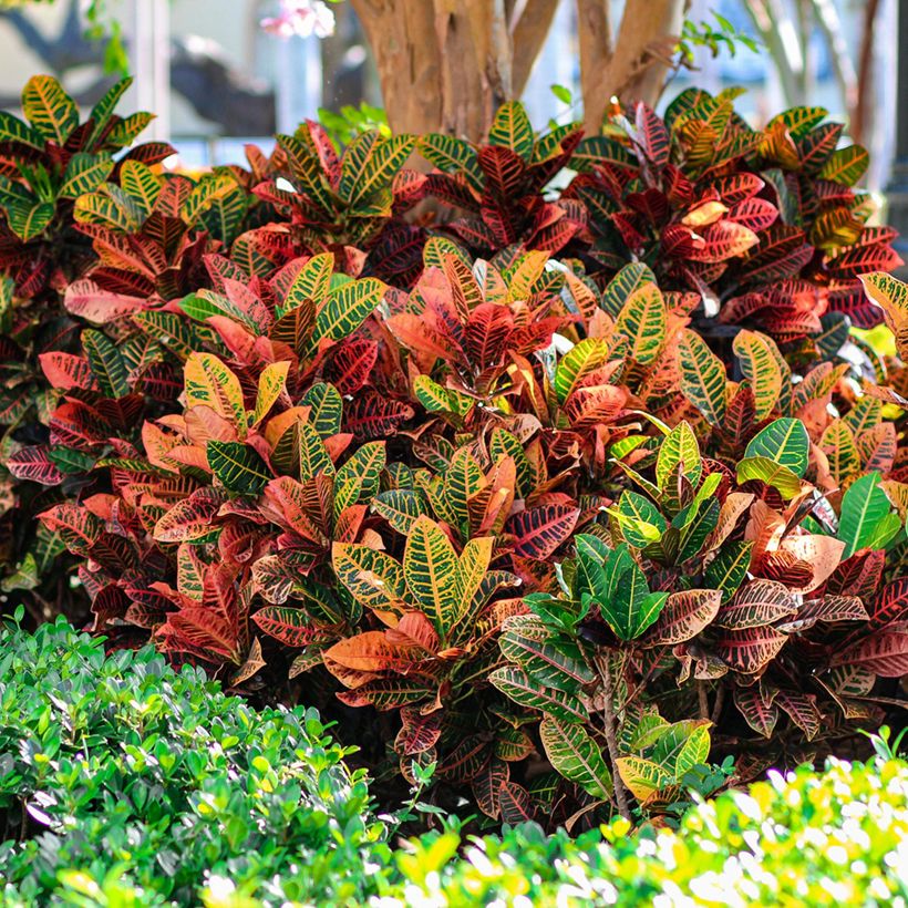 Kroton Petra -  Wunderstrauch (Plant habit)