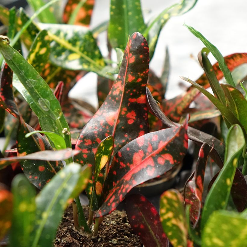 Kroton Red Batik -  Wunderstrauch (Foliage)