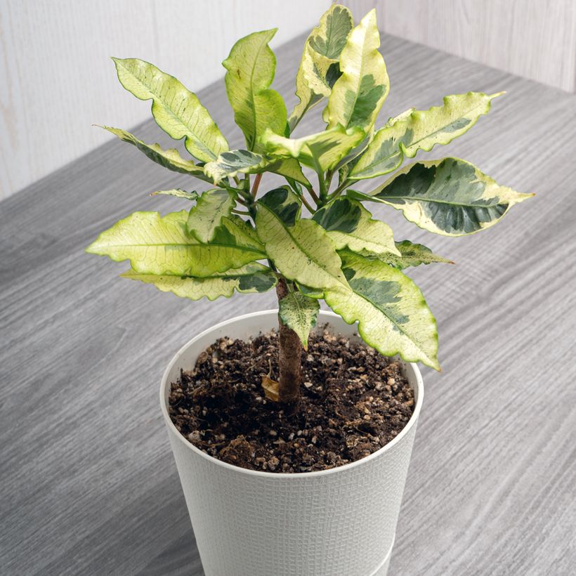 Kroton Tamara -  Wunderstrauch (Plant habit)
