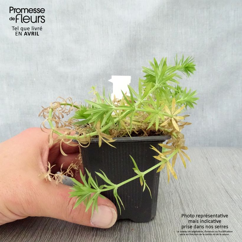 Exemplar von Phuopsis stylosa - Rosenwaldmeister Kleine Töpfe von 8/9 cm wie im Frühjahr geliefert